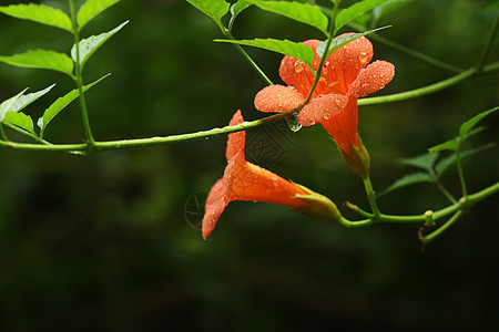 凌霄花图片