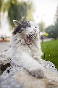 打哈欠的猫图片