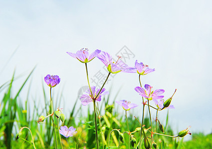 路边野花菊花山坡高清图片