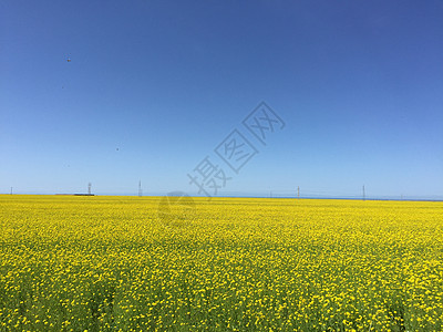 青海湖油菜花图片