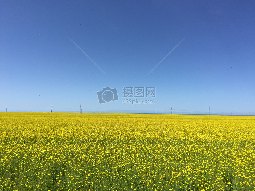 青海湖油菜花图片