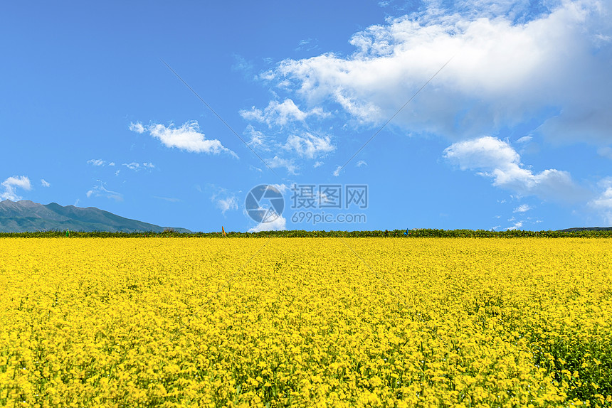 油菜花田图片