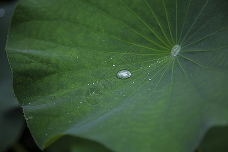 雨后·荷叶图片