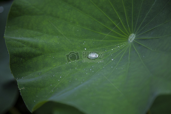 雨后·荷叶图片