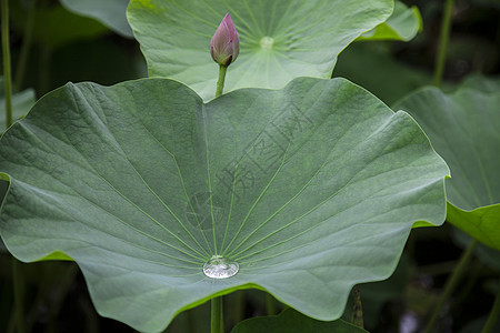 雨后·荷雨后荷花高清图片