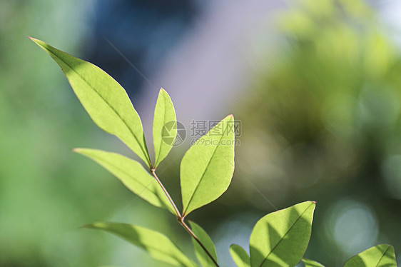 树叶桑叶绿春天发芽唯美虚化图片