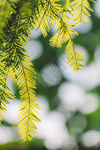 阳光树绿叶光斑背景虚化叶子阳光背景