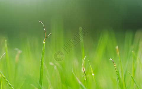 草地绿叶绿色虚化田园风光图片