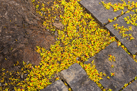 树根落花石路风景图片