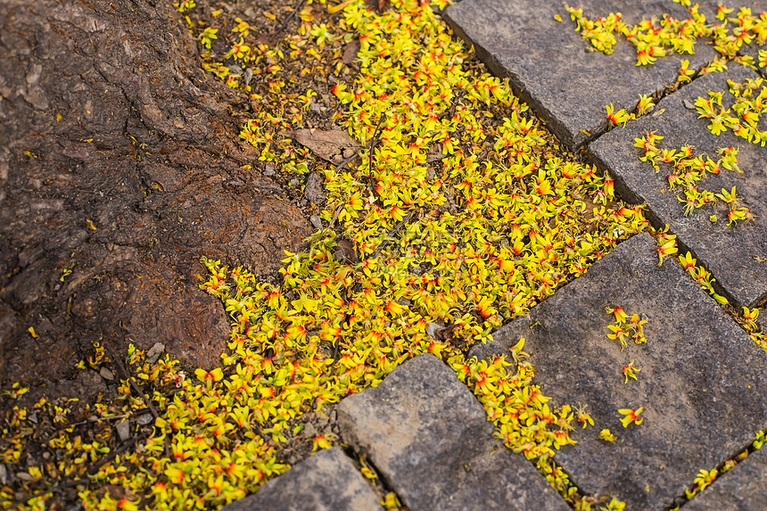 树根落花石路风景图片