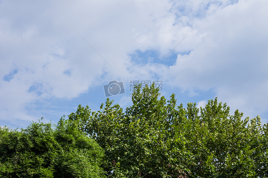 蓝天白云树木风景图片