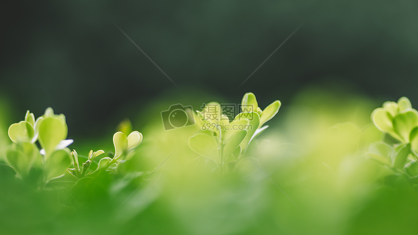 绿色背景清新环境虚化植物图片