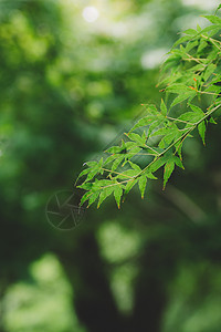 绿色虚化叶子背景虚化绿色环境清新背景