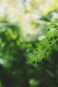 树木纹理清新背景绿色植物清新背景背景