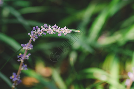 自然绿色花草虚化纯色背景图片