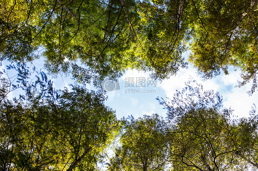 蓝天白云树木风景图片