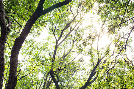 阳光树木绿植背景图片