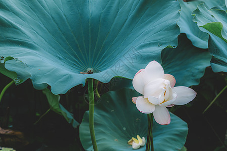 绿色植物绿意绿茵叶子叶片图片