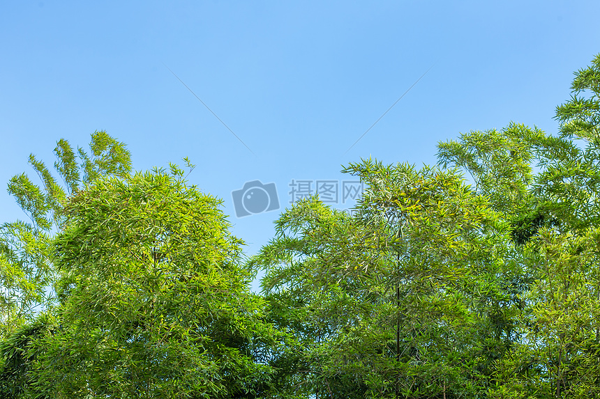 蓝天竹子绿植背景图片