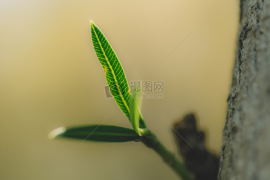 植物树叶绿色微距纯色背景图片