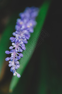 紫色花草虚化微距图片