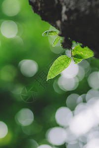 绿植海报微距虚化环境背景绿色叶片背景