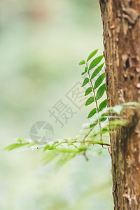 森林湖泊绿色植物树干背景环境背景