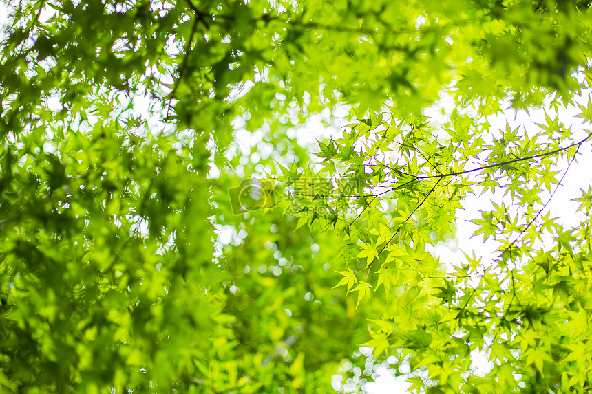 枫叶树叶自然风光背景图片