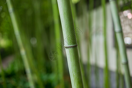 竹子竹干特写虚化背景图片