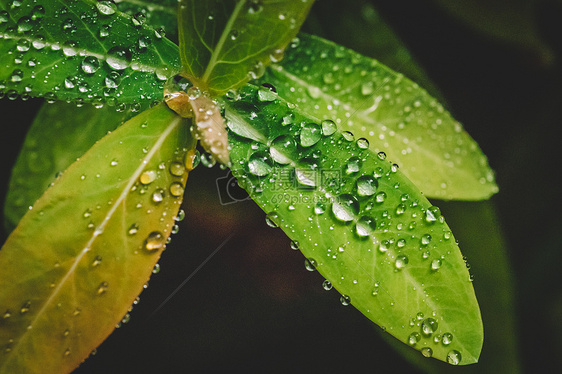 水滴绿叶微距清新环境图片