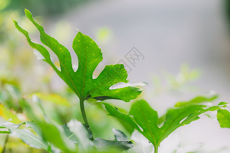 树木花草自然环境树叶背景生长背景