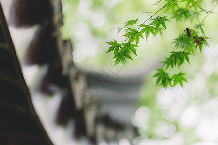 风景图案花园环境自然园林绿色树叶背景