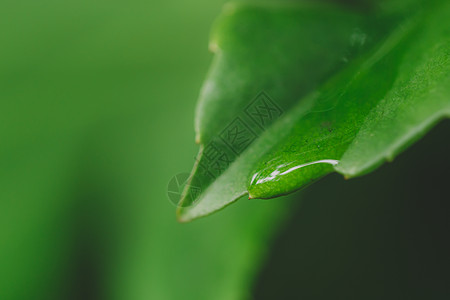 叶子水滴绿色植物背景清新水滴叶子背景