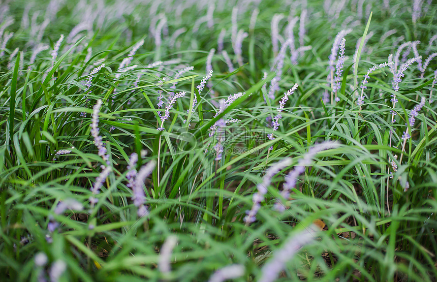 紫花随风飘动清新背景图片