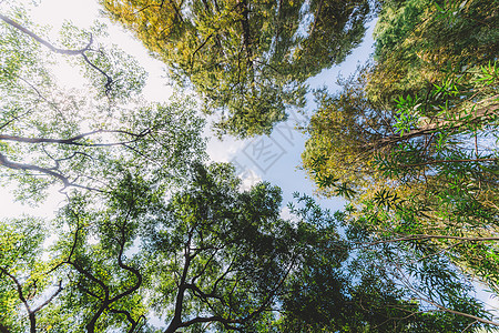蓝天白云植物树木叶子叶片背景图片