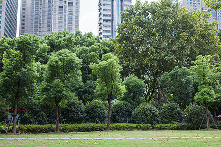 树林石路大厦绿意风景背景图片