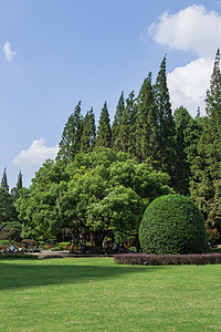 蓝天白云树林草地景观风景图片