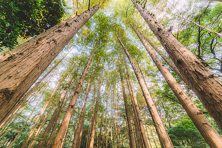 绿色田园风光树木植物绿色天空结构背景