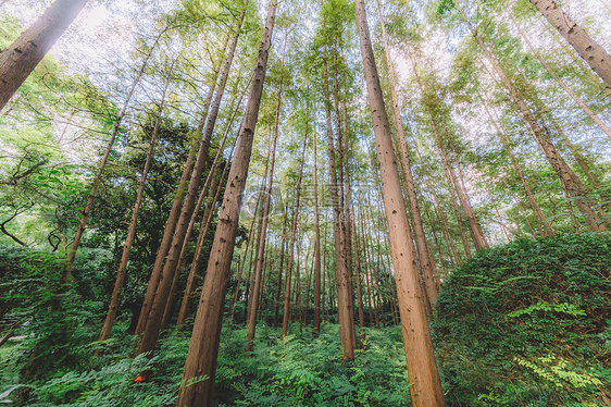绿色植物树干森林结构自然图片