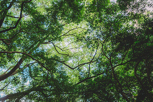 绿色植物结构树枝枝繁叶茂图片