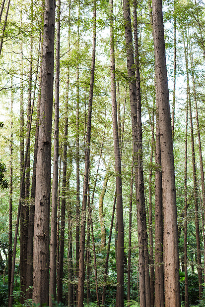 树林树干自然风光风景图片