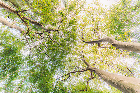 树木枝干仰拍天空枝繁叶茂背景图片