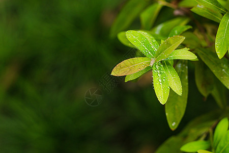 树叶水珠特写虚化纹理背景图片