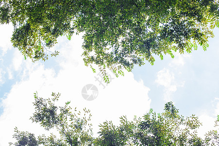 树林树叶蓝天白云自然风光图片