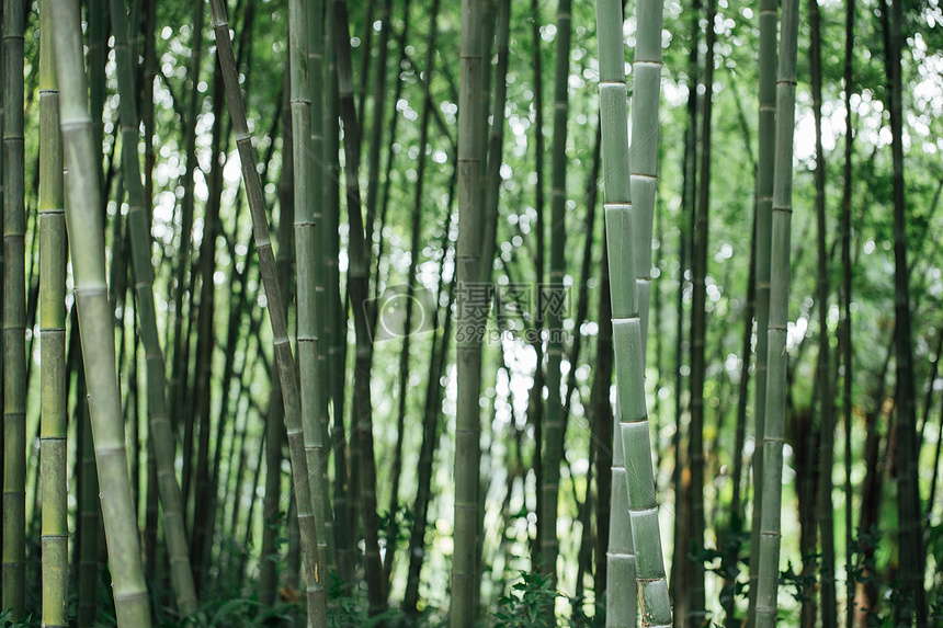 风景绿色植物竹林图片