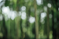 风景绿色植物竹林虚化背景图片