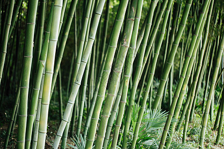 风景绿色植物竹林图片