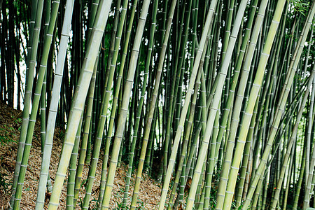 风景绿色植物竹林图片