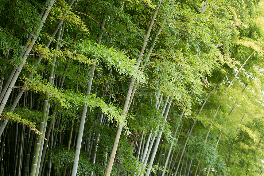 风景绿色植物竹林图片