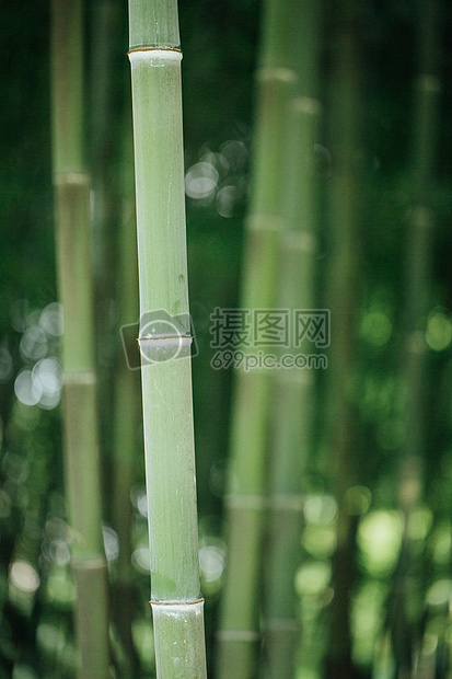 风景绿色植物竹林背景图片
